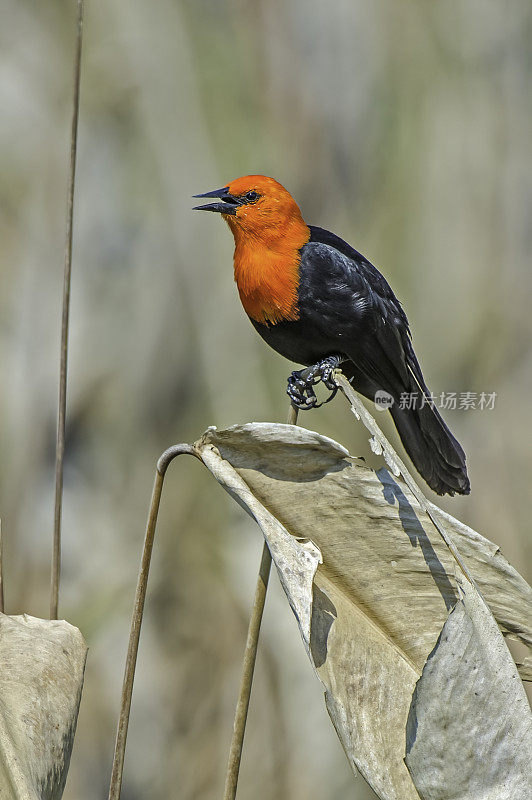 红头画眉(Amblyramphus holosericeus)是一种黄疸鸟，生活在南美南部的湿地，在巴西潘塔纳尔发现。